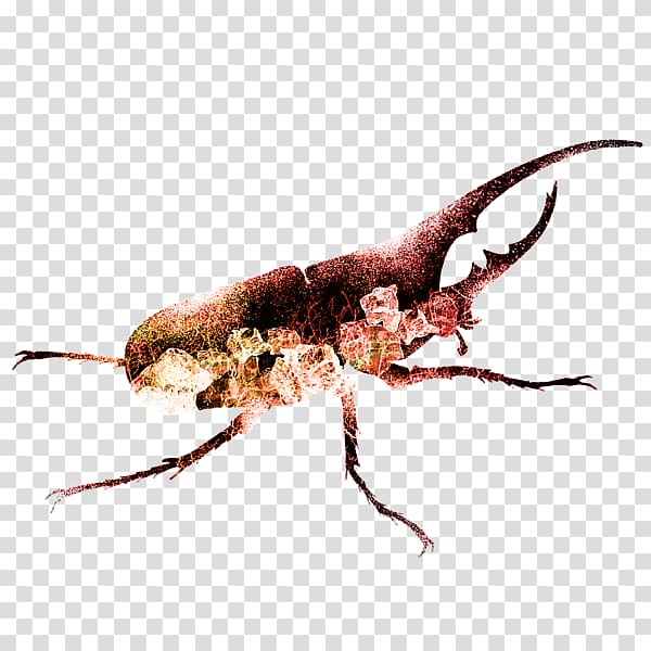 Painting Fine art Beetle, painting transparent background PNG clipart