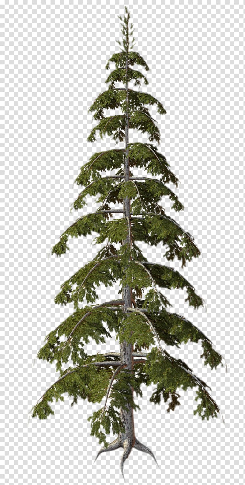 Tree Plant Conifers, root transparent background PNG clipart