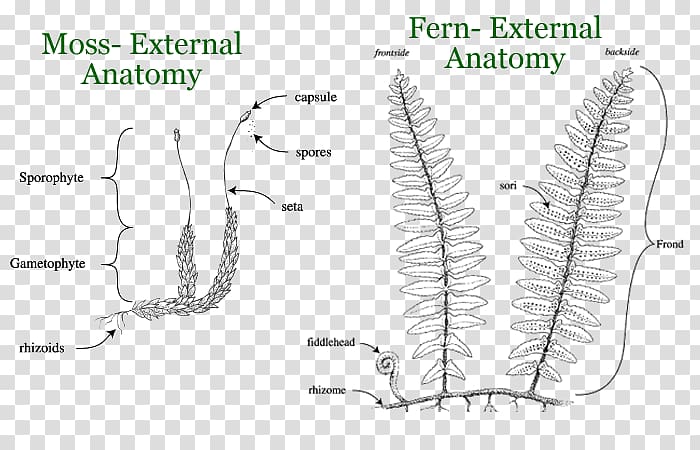 Plants Reptile Plant anatomy Organ, fish anatomy transparent background PNG clipart