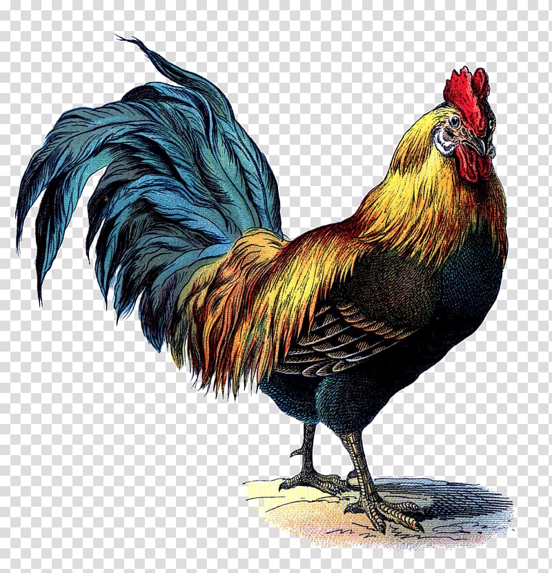 yellow and black rooster , Rhode Island Red Leghorn chicken Brahma chicken Cornish chicken Rooster, cock transparent background PNG clipart