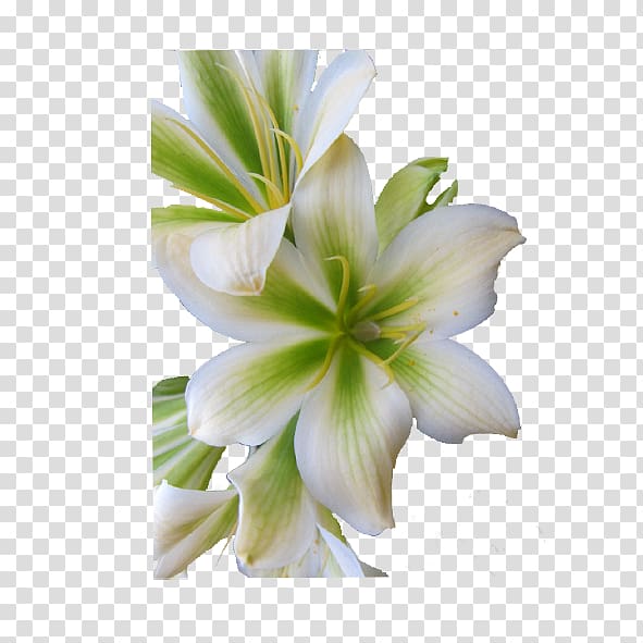 Clivia Amaryllis Jersey lily Ek Lewe!, cycad transparent background PNG clipart