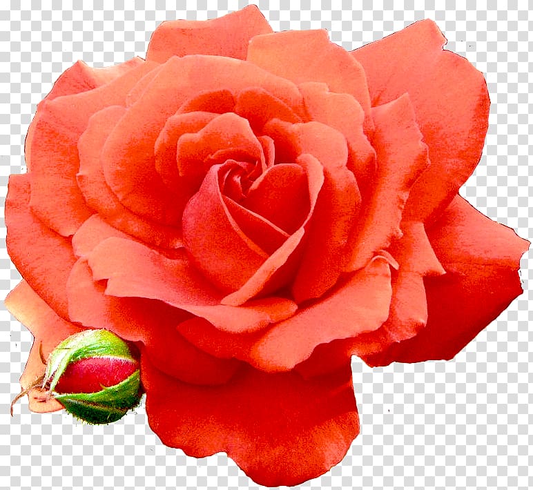 Garden roses Cabbage rose Floribunda China rose, ave maria transparent background PNG clipart
