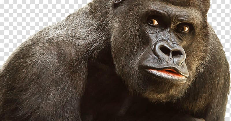 Primate Ape , monkey transparent background PNG clipart