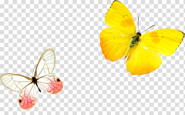 two white and yellow butterflies, Monarch butterfly Yellow, butterfly transparent background PNG clipart