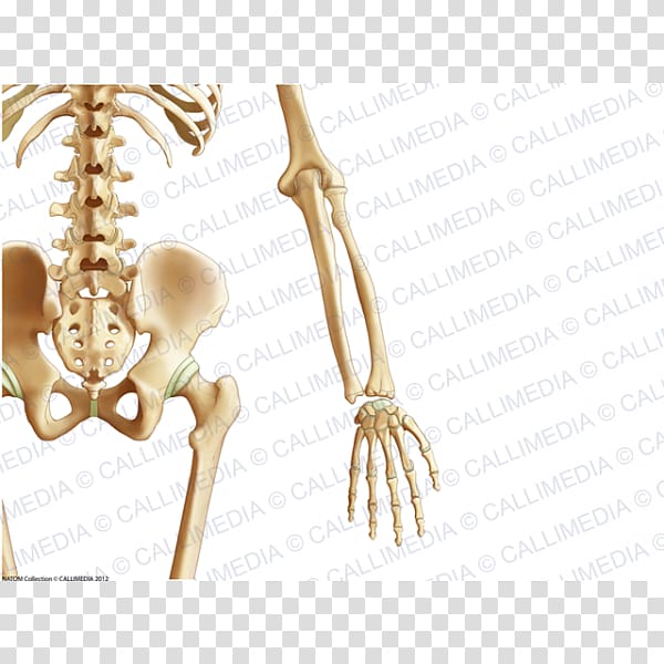 Pelvis Anatomy Elbow Upper limb, elbow cartoon transparent background PNG clipart