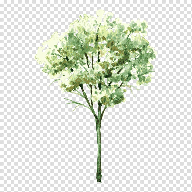 painting of green plant, Watercolor painting Drawing Shrub Tree, tree,Trees transparent background PNG clipart
