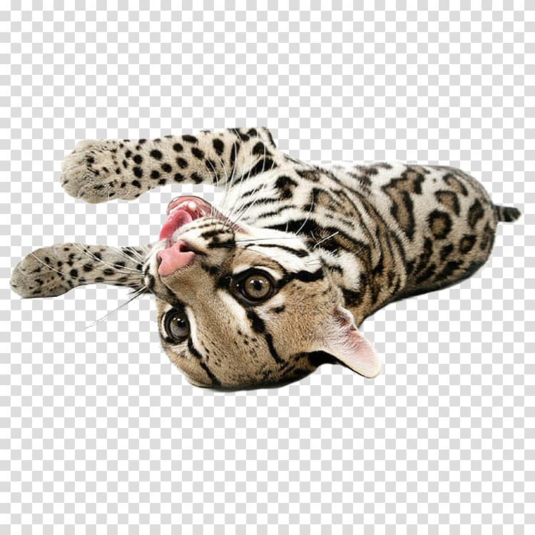 Bengal cat Ocelot Lion Leopard Big cat, leopard transparent background PNG clipart