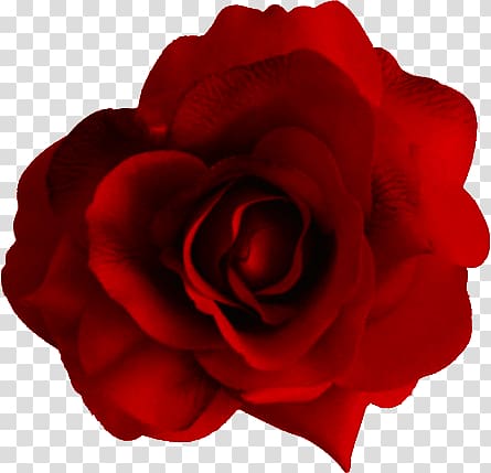 red rose flower , Large Red Rose transparent background PNG clipart