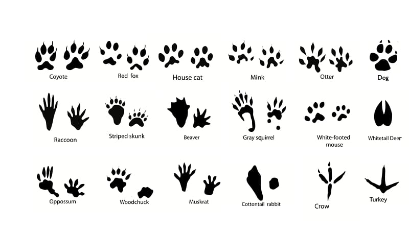 Squirrel Dog Animal track Footprint , Animal Footprints transparent background PNG clipart