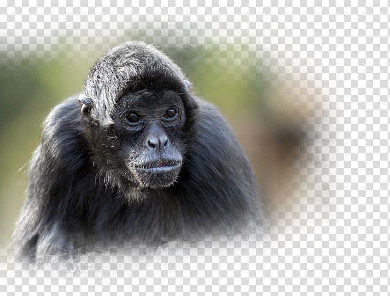 Common chimpanzee Nortica Western gorilla Arctic 1 Slingerapeneiland, durango wild lands transparent background PNG clipart