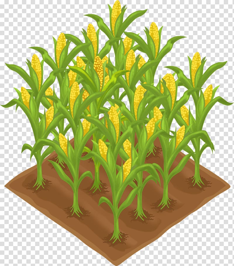 Crop Agriculture Farm Field , succulent border transparent background PNG clipart