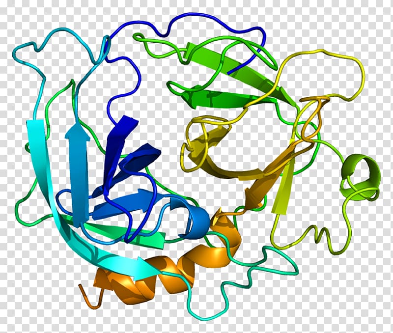 CMA1 Dipeptidyl peptidase-4 Gene Chymase Chromosome 14, others transparent background PNG clipart
