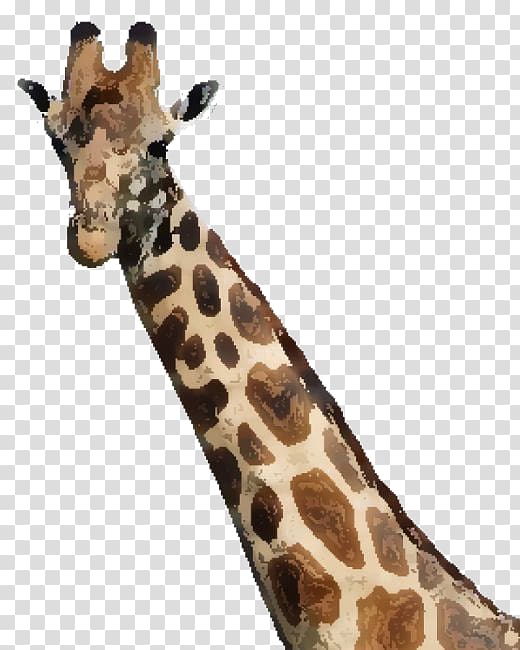 How Tall Is a Giraffe? Maasai Mara Wildebeest Oloirien, Watercolor Giraffe transparent background PNG clipart