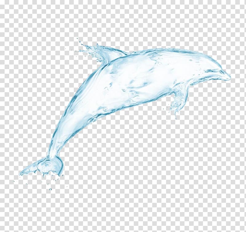 Dolphin Drawing Drop , White Whale transparent background PNG clipart