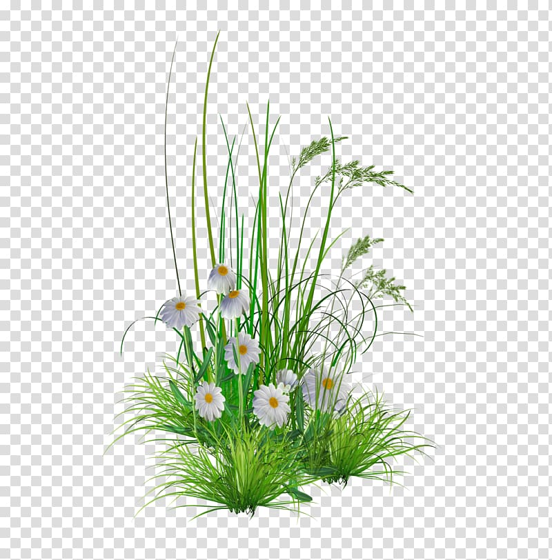 white daisies and grasses , Flower garden Lawn , Flower Hd Background transparent background PNG clipart