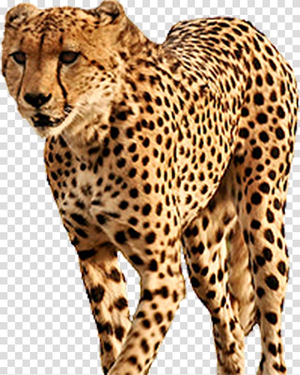 South African cheetah, Yellow Cheetah transparent background PNG clipart