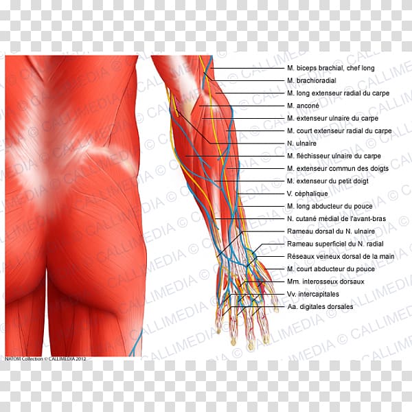 Forearm Muscle Elbow Anatomy Muscular system, arm transparent background PNG clipart