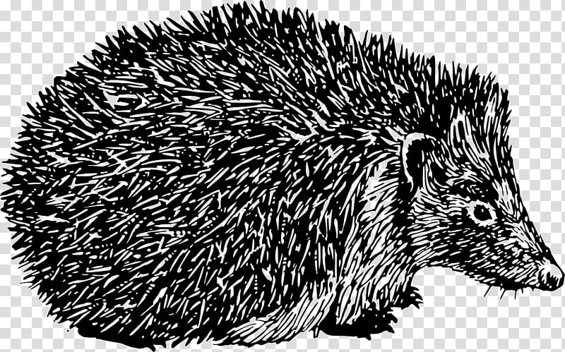 Domesticated hedgehog Porcupine Black and white Spine, hedgehog transparent background PNG clipart