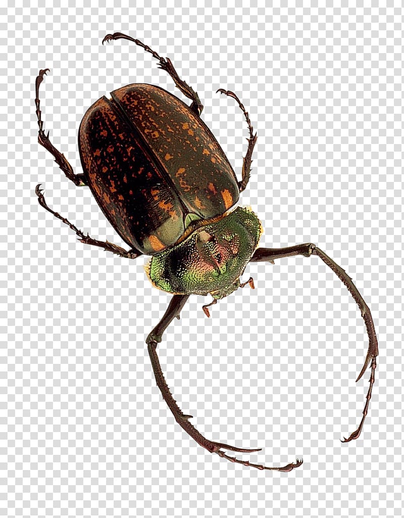 Insect Dung beetle, Insect transparent background PNG clipart