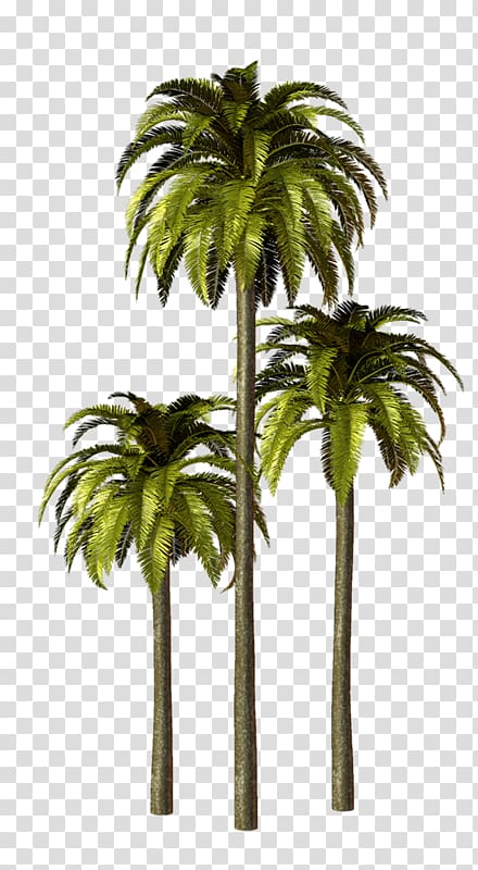 Asian palmyra palm Arecaceae Babassu, chef 3d transparent background PNG clipart