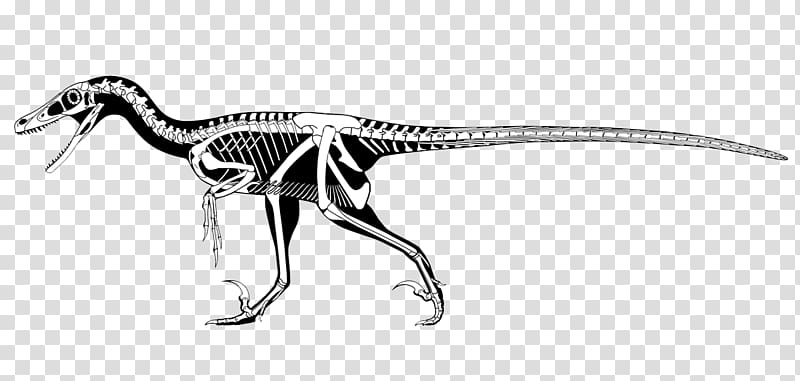 Velociraptor Utahraptor Deinonychus Tyrannosaurus Dromaeosaurus, dinosaur transparent background PNG clipart