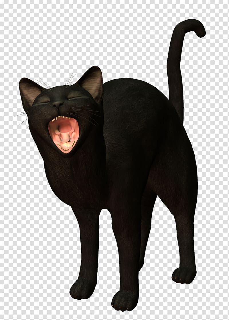 Black cat Kitten, Black Cat transparent background PNG clipart