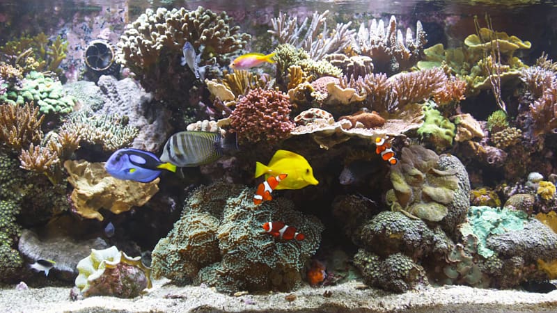 Blu-ray disc Reef aquarium Coral reef, Aquarium transparent background PNG clipart