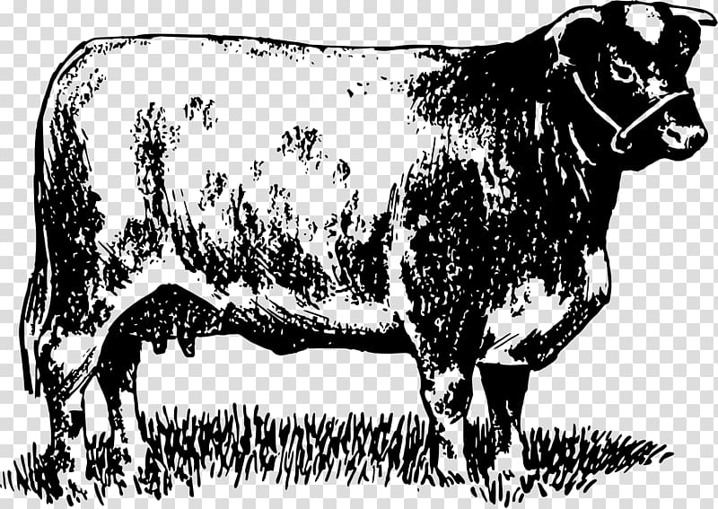 Dairy cattle Zebu Bull Ox Pen, bull transparent background PNG clipart