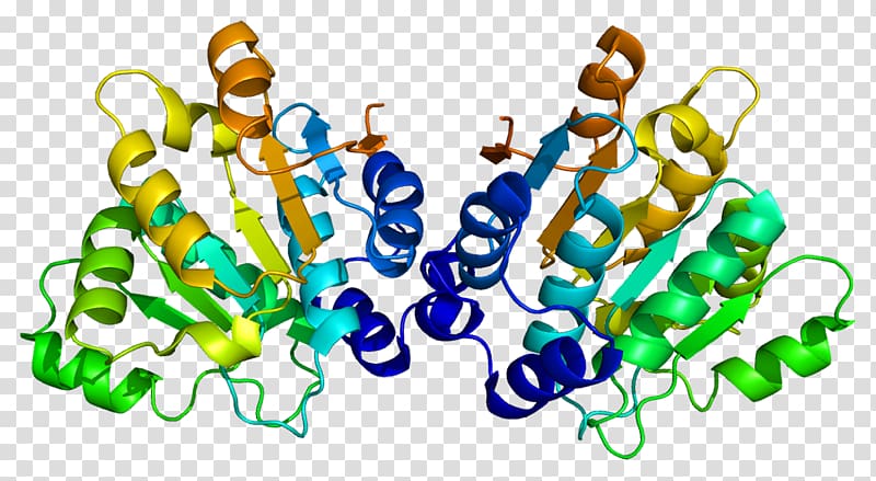 DDX20 Survival of motor neuron Helicase Protein DEAD box, others transparent background PNG clipart