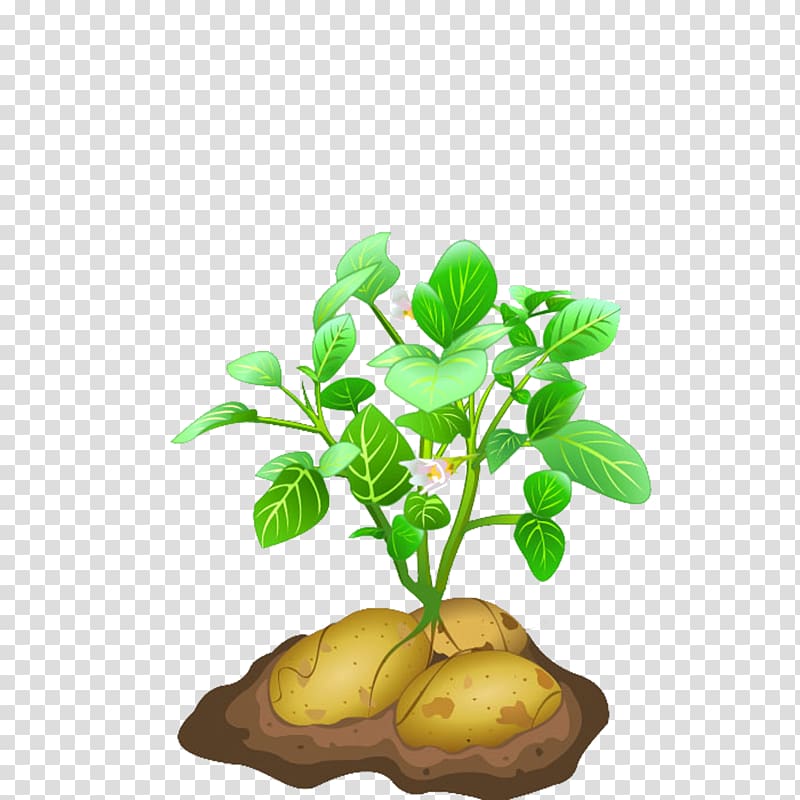 Potato Euclidean , Potato seedlings transparent background PNG clipart