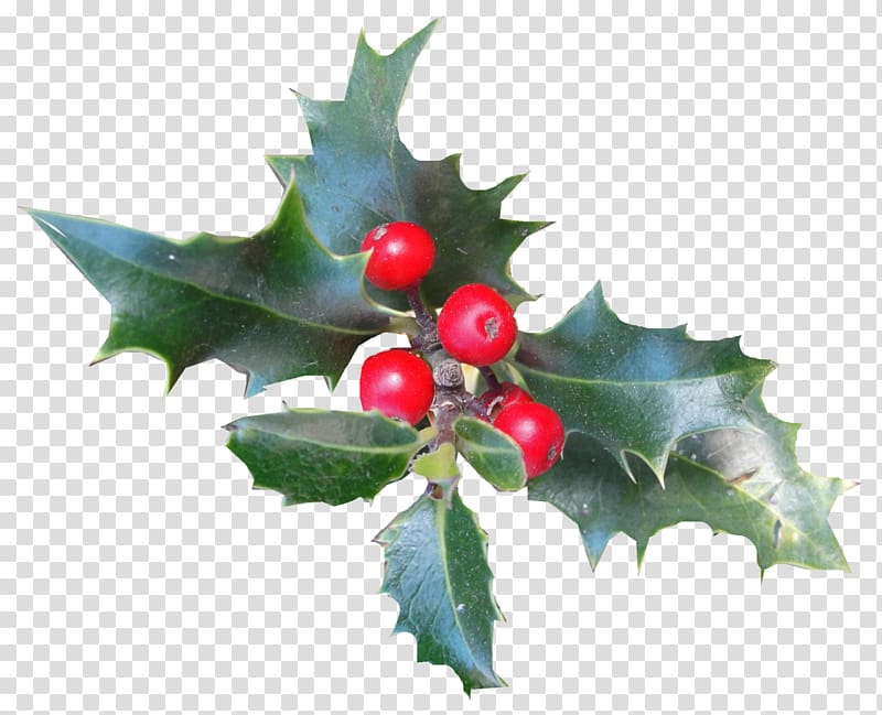 Common holly Aquifoliales Christmas Ilex crenata Plant, HOLLY transparent background PNG clipart