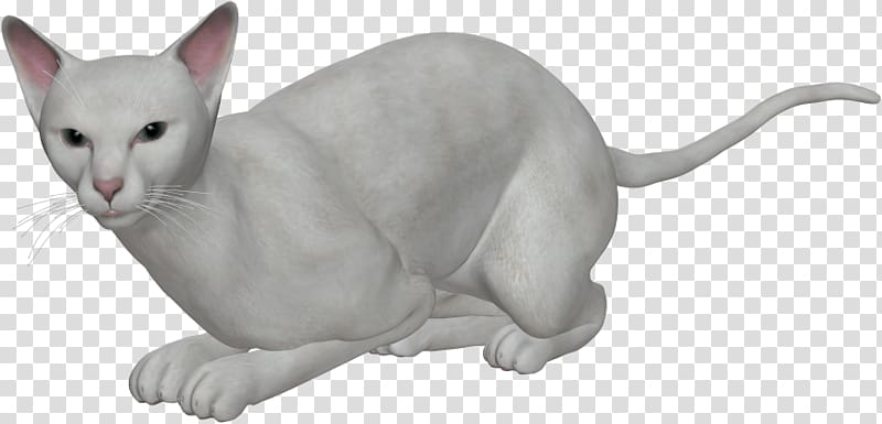 Ukrainian Levkoy Tonkinese cat Domestic short-haired cat Whiskers, White cat transparent background PNG clipart