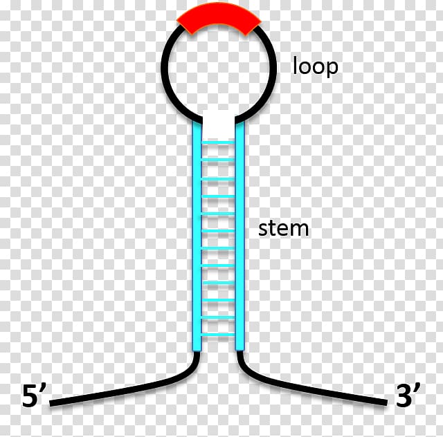 Stem-loop Antisense RNA Biomolecular structure DNA, others transparent background PNG clipart