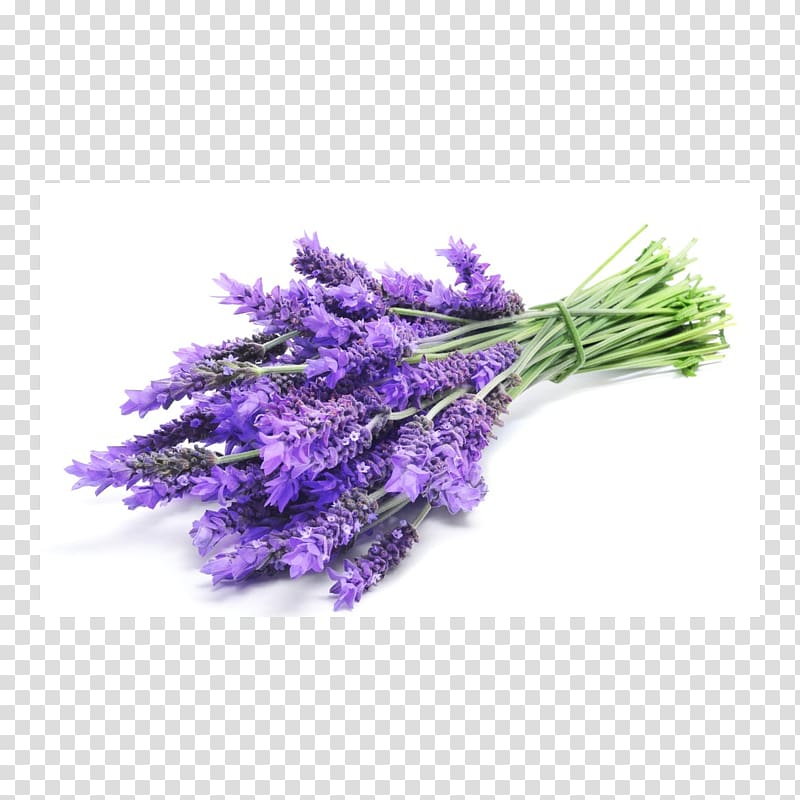 English lavender Lavender oil Essential oil Plateau de Valensole , lavende transparent background PNG clipart