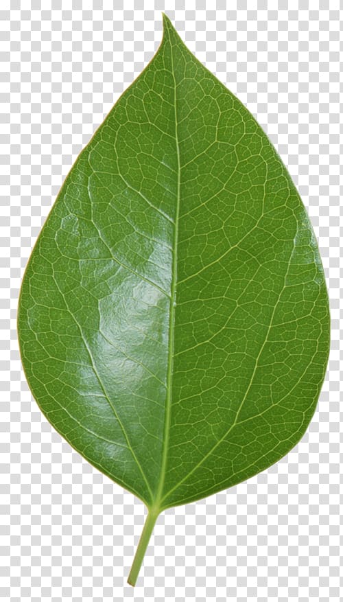 Leaf Plant stem, Leaf transparent background PNG clipart