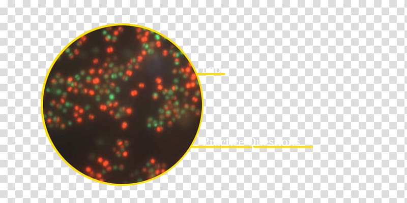 Mannitol salt agar Staphylococcus aureus Staphylococcus epidermidis Agar plate Halophile, course transparent background PNG clipart