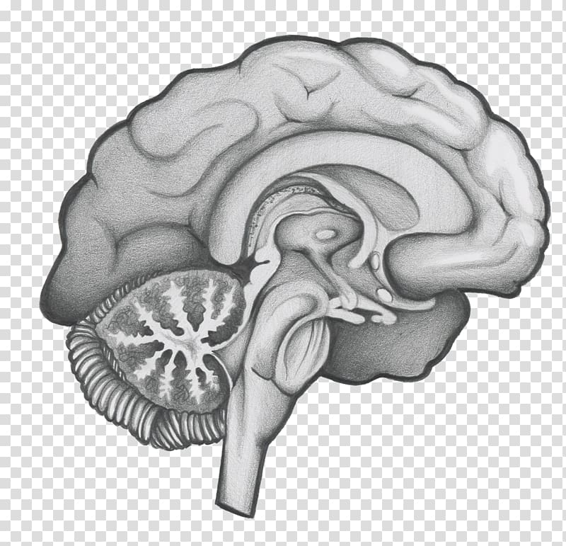 Neurosurgery /m/02csf Brain Drawing Greater Houston, Neurosurgery transparent background PNG clipart