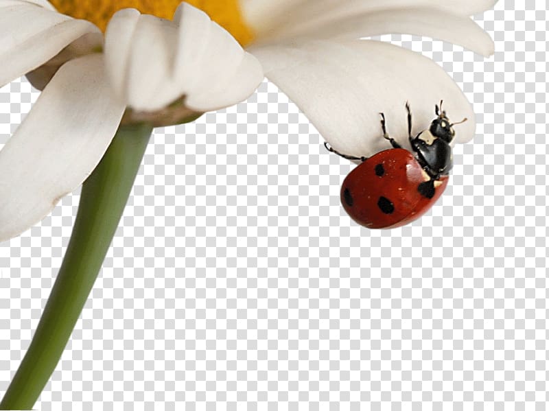 Insect Matricaria Coccinella Desktop metaphor , Ladybug transparent background PNG clipart