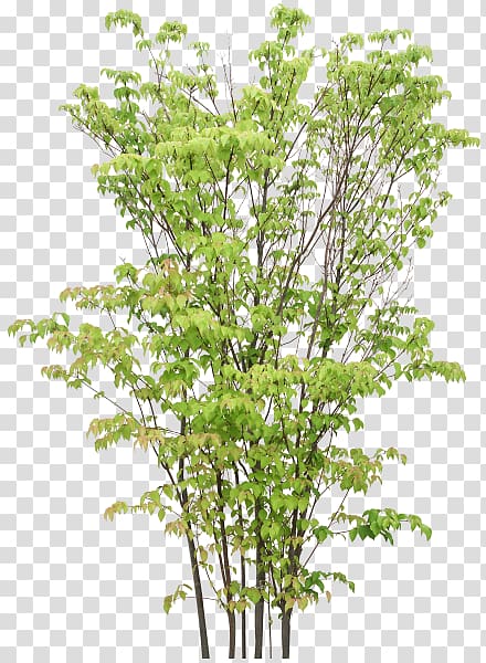 Twig treelet Shrub, tree transparent background PNG clipart