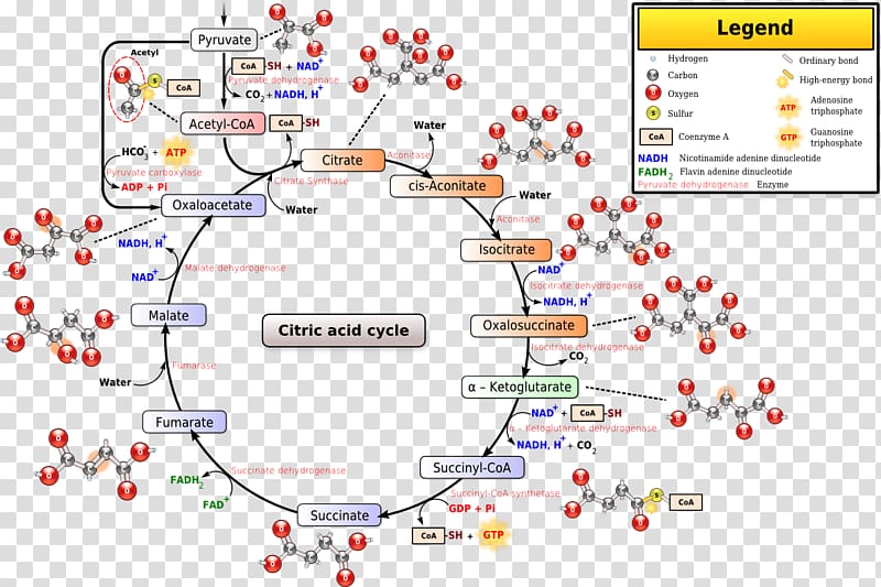 Citric acid cycle Coenzyme A Pyruvic acid Mitochondrial matrix, cycle transparent background PNG clipart