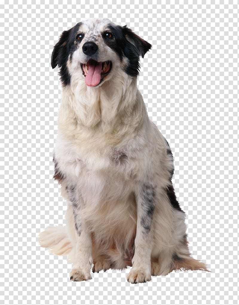 Border Collie Puppy American English Coonhound Dog training Toilet training, puppy transparent background PNG clipart