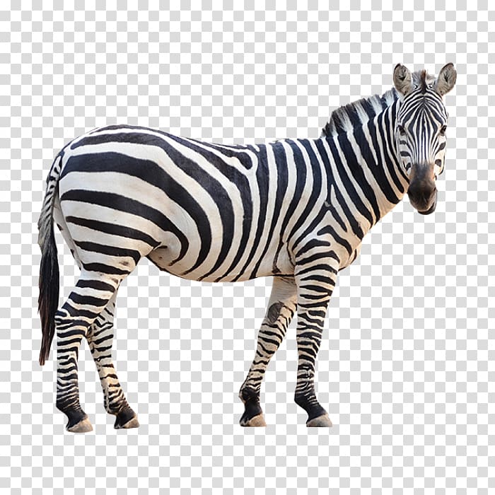 Burchell\'s zebra Fotolia, zebra transparent background PNG clipart