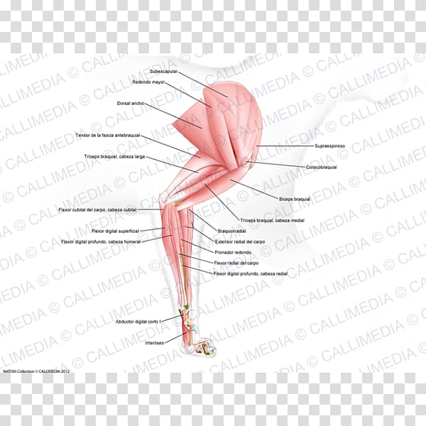 Thumb Human leg /m/02csf Drawing, Tensor Fasciae Latae Muscle transparent background PNG clipart