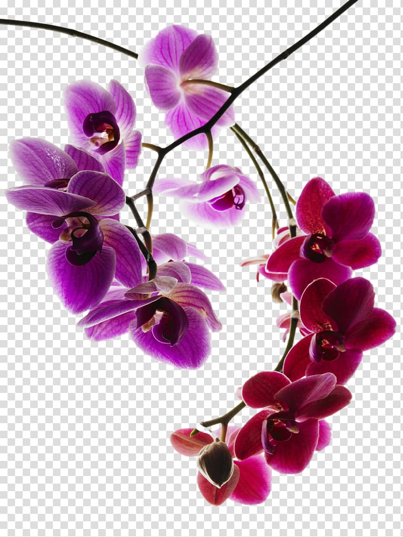 Orchids Phalaenopsis aphrodite Orchis simia Caleana major , botanical transparent background PNG clipart