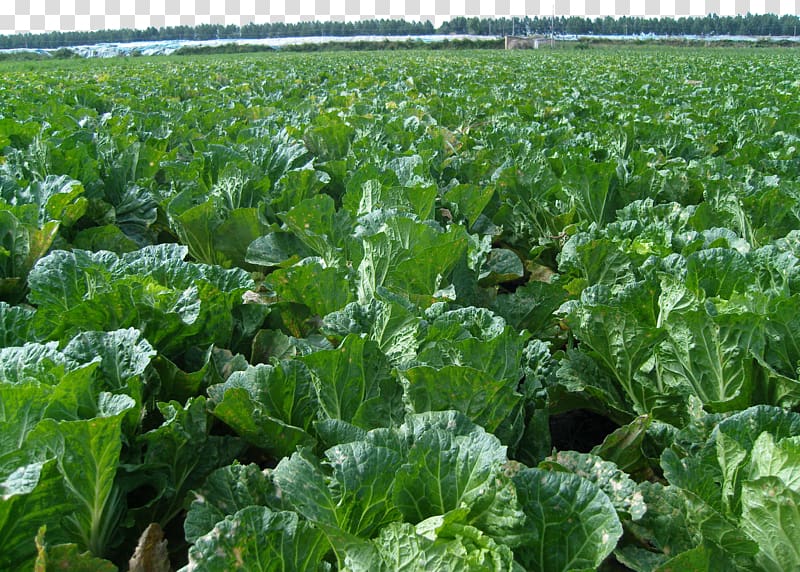 Napa cabbage Cash crop Plantation Vegetable Agriculture, Cabbage garden transparent background PNG clipart