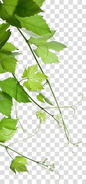 green grape leaves, Winery Manica Spa Bottle Green chemistry, wine transparent background PNG clipart