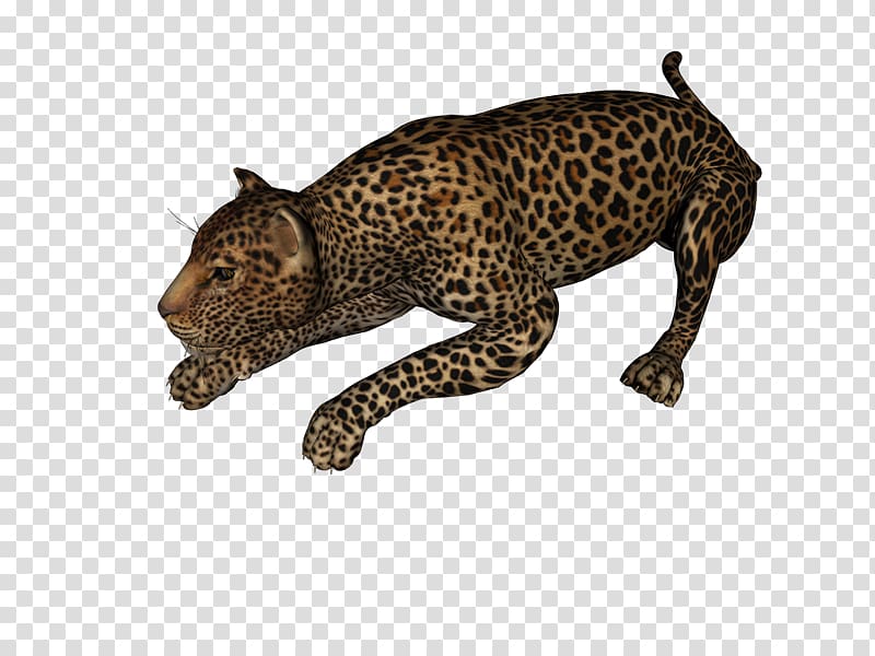 Leopard Jaguar Cheetah Scape , Persian Leopard transparent background PNG clipart