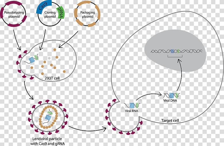 Lentivirus CRISPR Transduction Transfection Cas9, transparent background PNG clipart