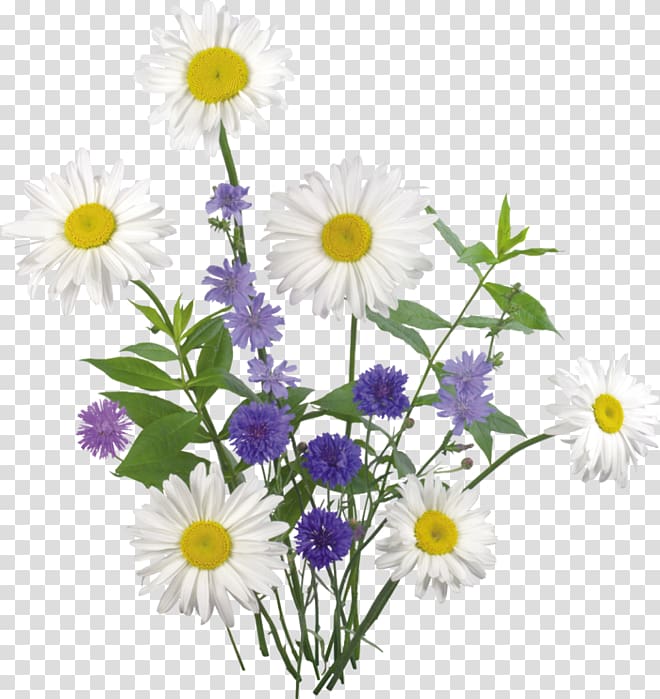 Chamomile A , chamomile transparent background PNG clipart