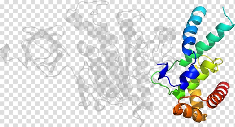 Human behavior Line Organism , line transparent background PNG clipart